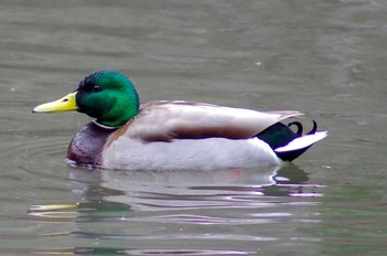 マガモ 筑波実験植物園 2018年2月2日(金)