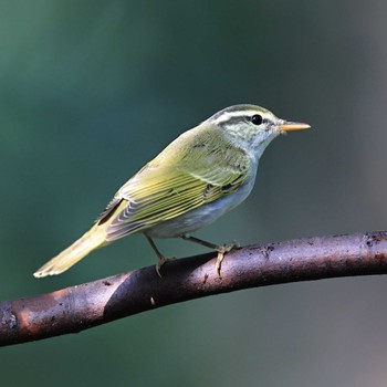 2022年9月14日(水) 権現山(弘法山公園)の野鳥観察記録