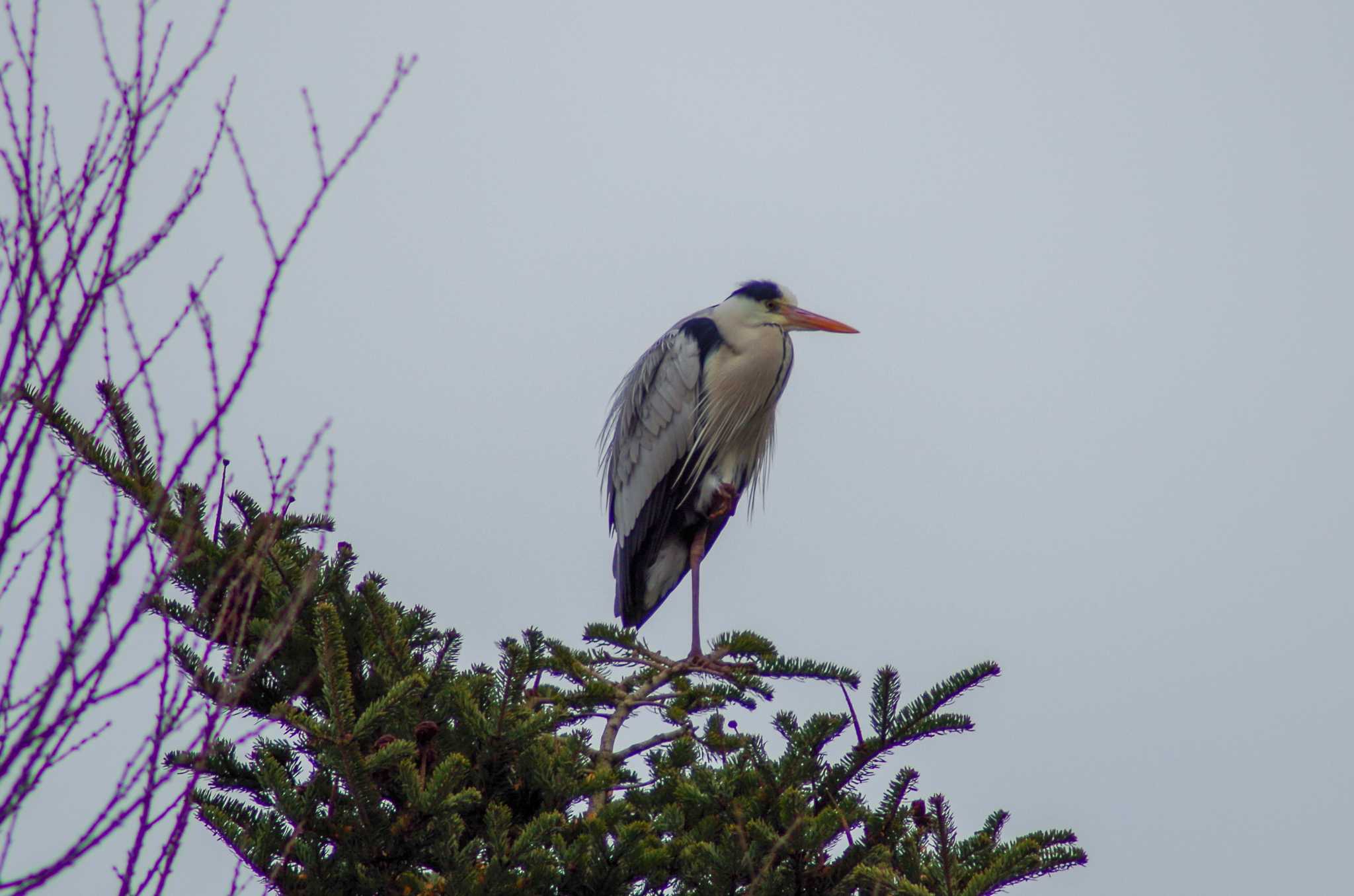 Photo of Grey Heron at 筑波実験植物園 by たかとん