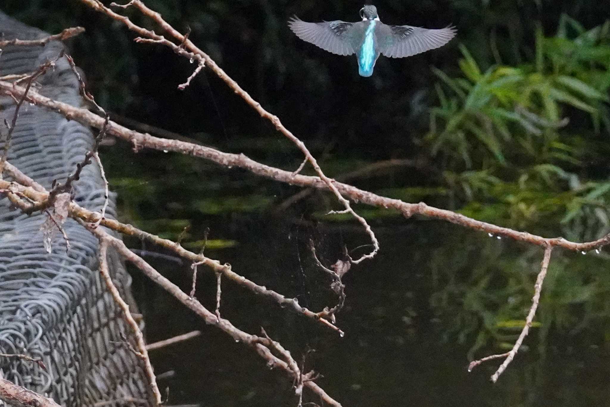 石狩 茨戸川 カワセミの写真