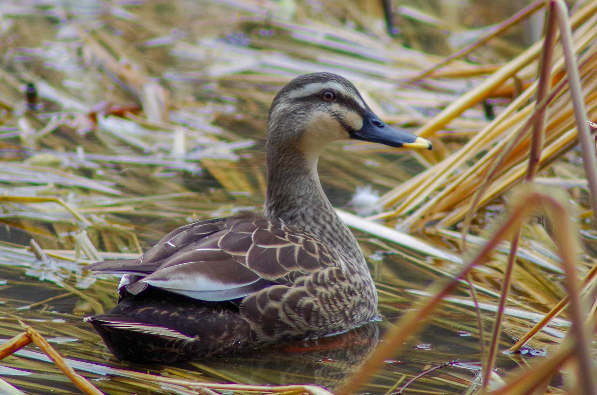 Eastern Spot-billed Duck