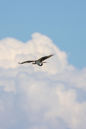 ミサゴ 大阪南港野鳥園 2022年9月11日(日)