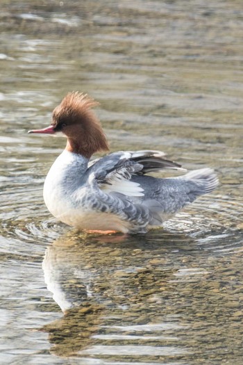 Common Merganser 鴨川 Fri, 2/2/2018