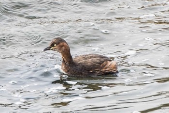 Little Grebe 鴨川 Fri, 2/2/2018