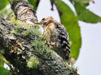 Japanese Pygmy Woodpecker 根室市民の森 Fri, 9/9/2022
