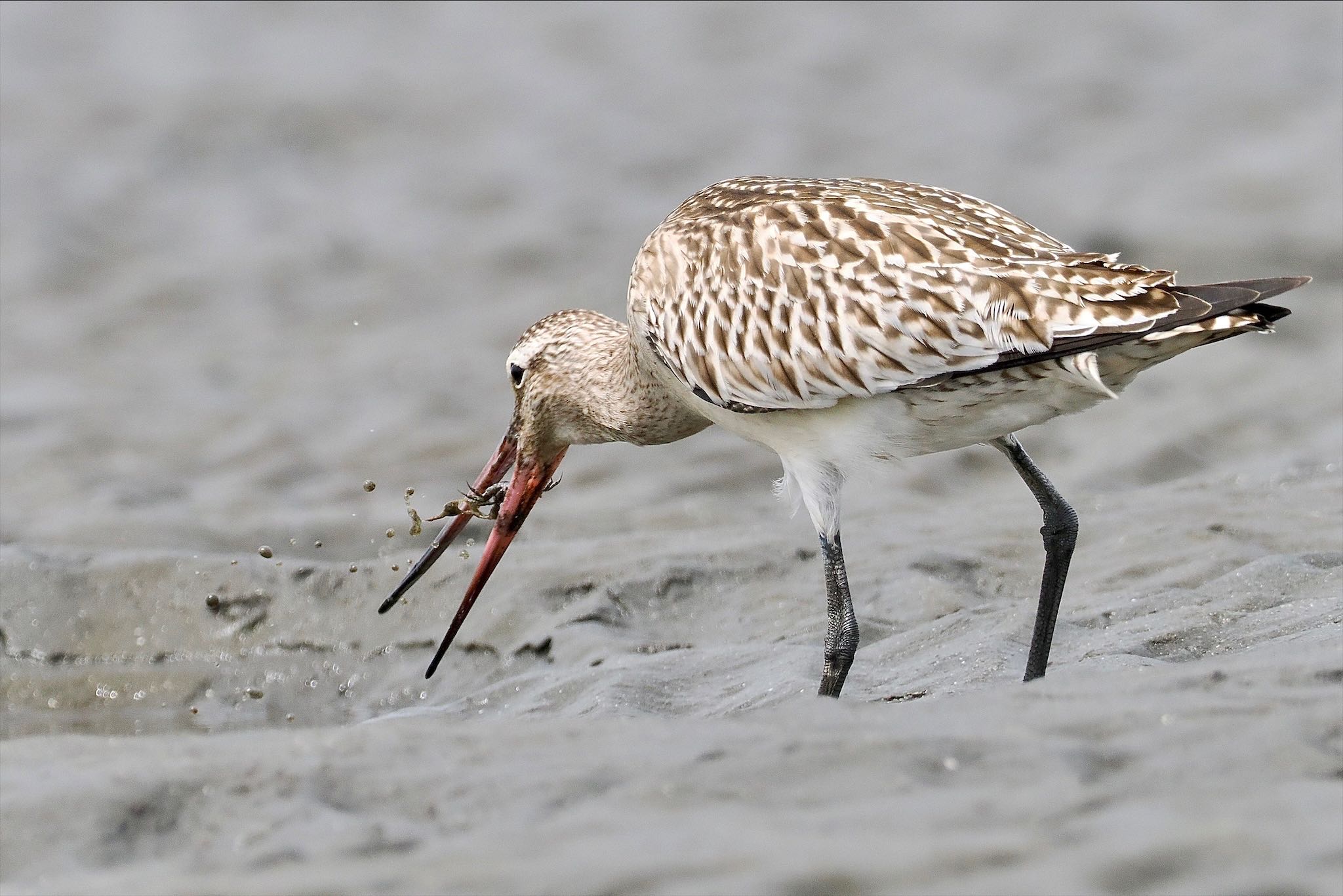 Photo of Bar-tailed Godwit at Sambanze Tideland by とりとり