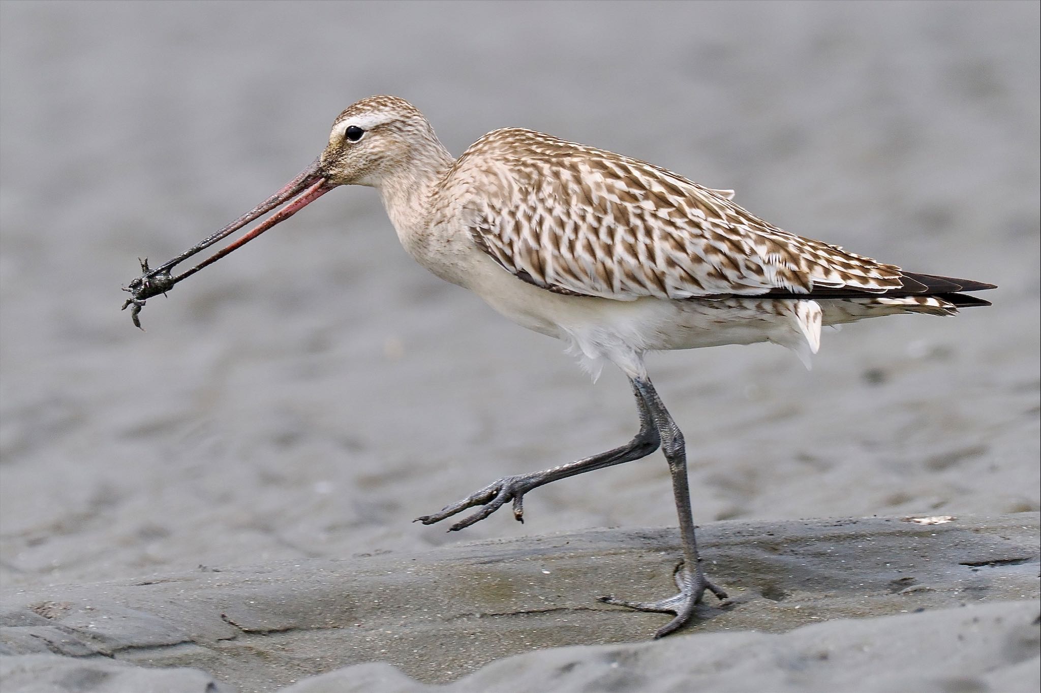 Photo of Bar-tailed Godwit at Sambanze Tideland by とりとり