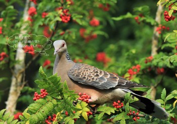 Oriental Turtle Dove 紀伊山地 Fri, 9/9/2022