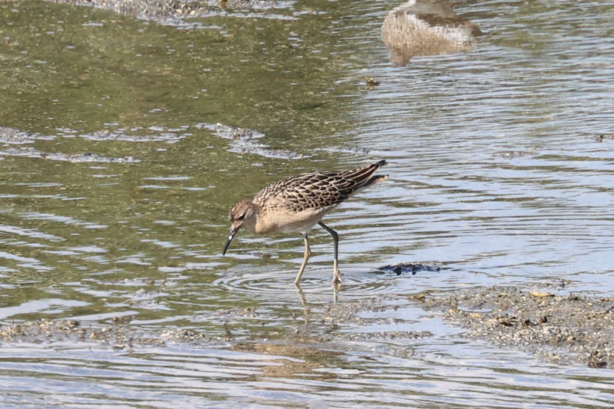 大阪南港野鳥園 エリマキシギの写真