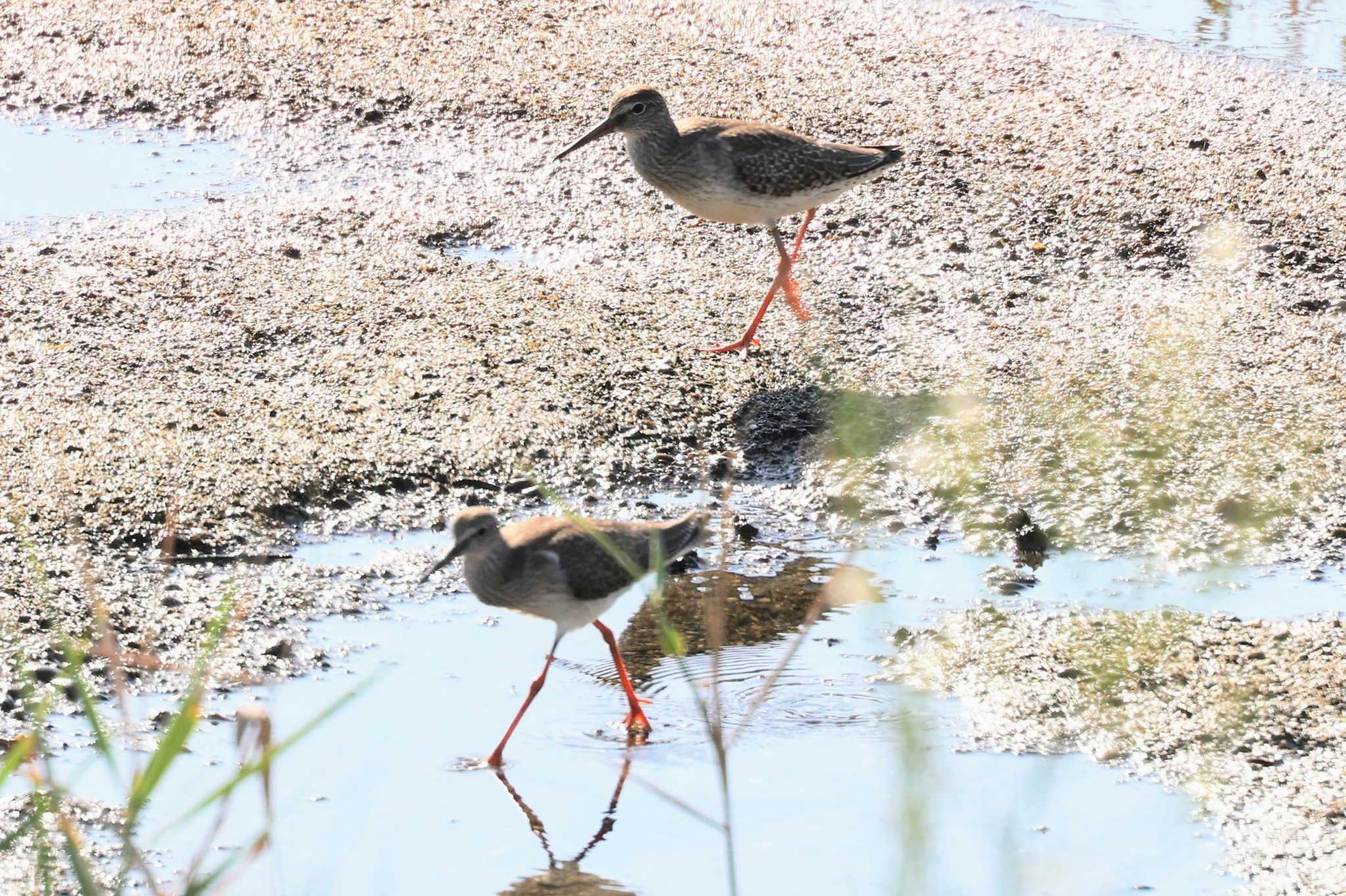 大阪南港野鳥園 アカアシシギの写真