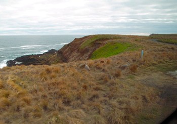 Cape Barren Goose メルボルン Fri, 3/29/2013