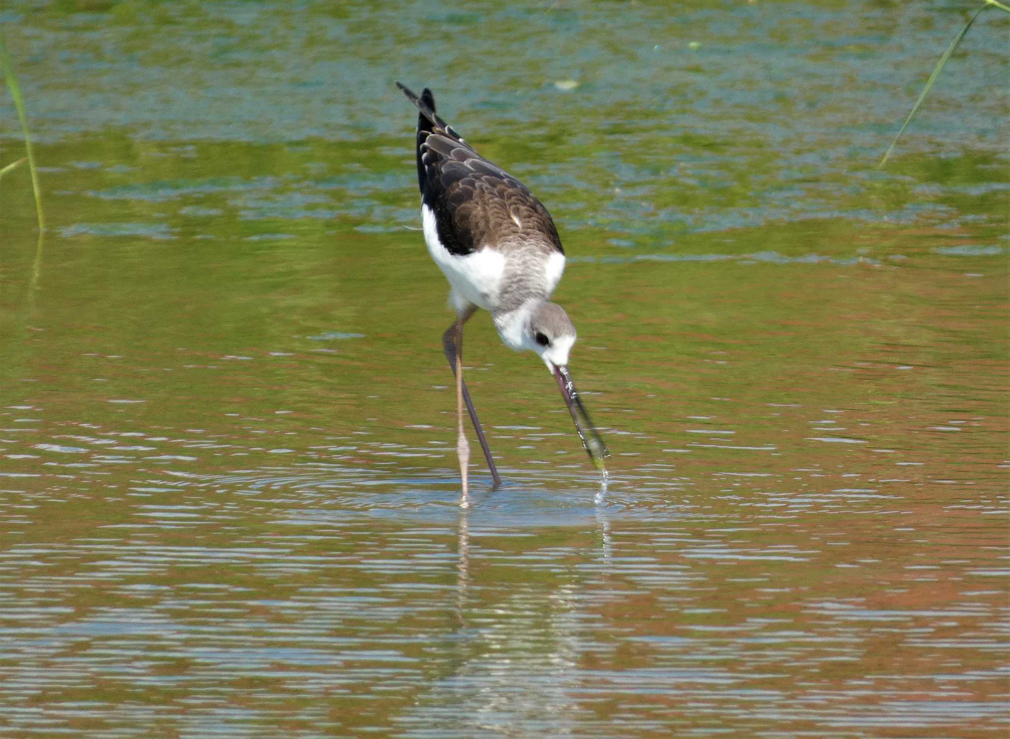 Photo of Black-winged Stilt at 浮島ヶ原自然公園 by koshi