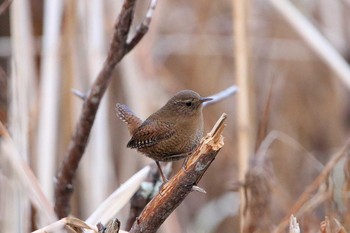 2017年12月1日(金) 千歳川(烏柵舞橋〜第四発電所付近)の野鳥観察記録