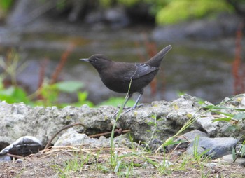 Brown Dipper 民宿 鷲の宿(羅臼) Mon, 9/12/2022