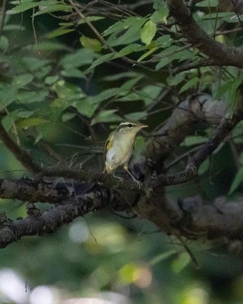 センダイムシクイ 大阪南港野鳥園 2022年9月11日(日)