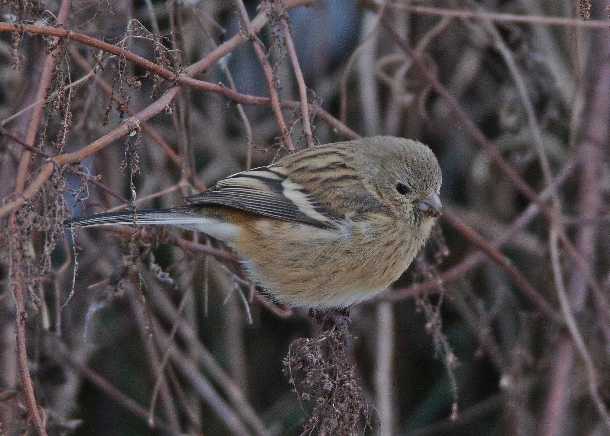 Photo of Siberian Long-tailed Rosefinch at  by くまのみ