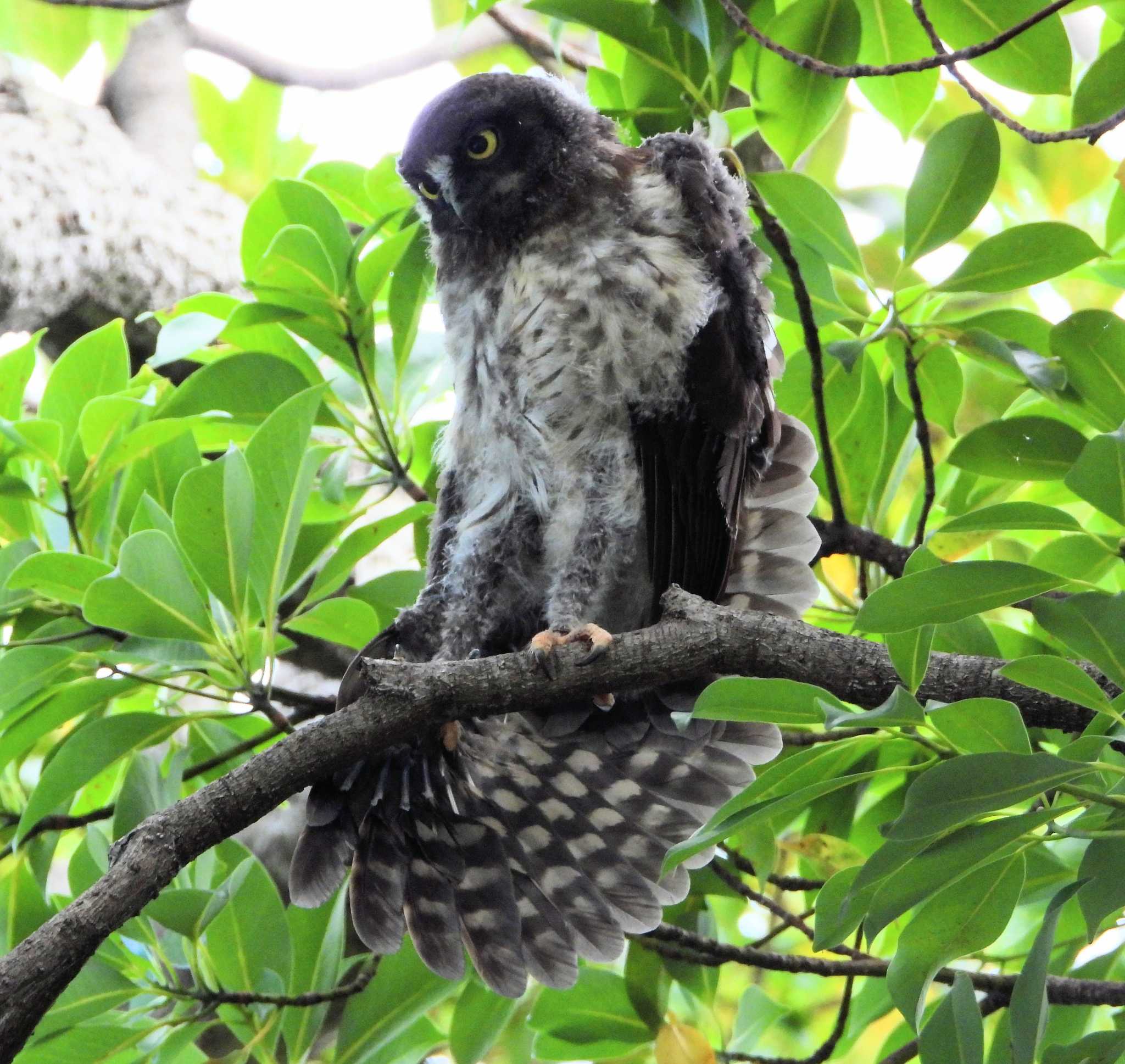  アオバズクの写真 by サジタリウスの眼