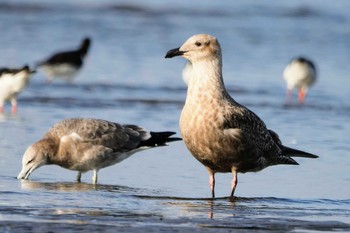 セグロカモメ ふなばし三番瀬海浜公園 2022年9月10日(土)