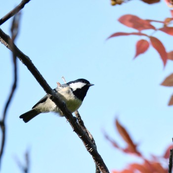 ヒガラ 真駒内公園 2022年9月15日(木)