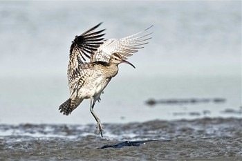 チュウシャクシギ ふなばし三番瀬海浜公園 2022年9月10日(土)