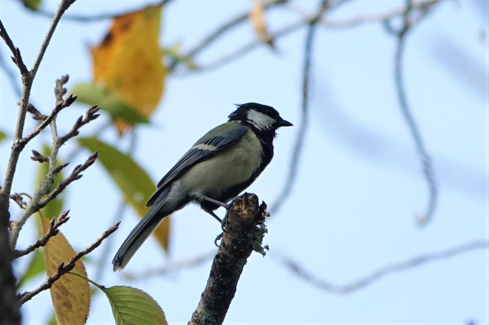 ロクハ公園(滋賀県草津市) シジュウカラの写真