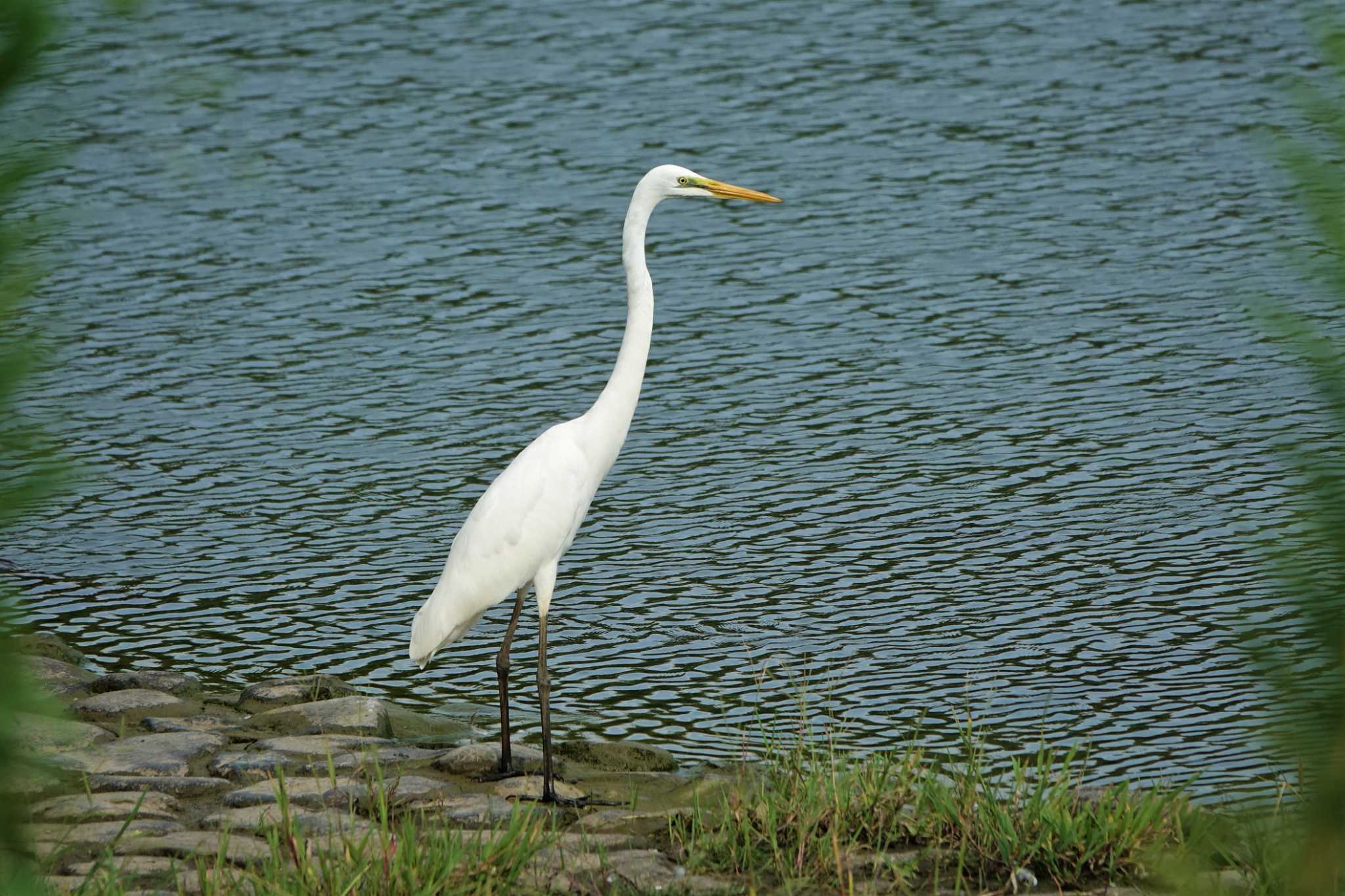 ロクハ公園(滋賀県草津市) ダイサギの写真