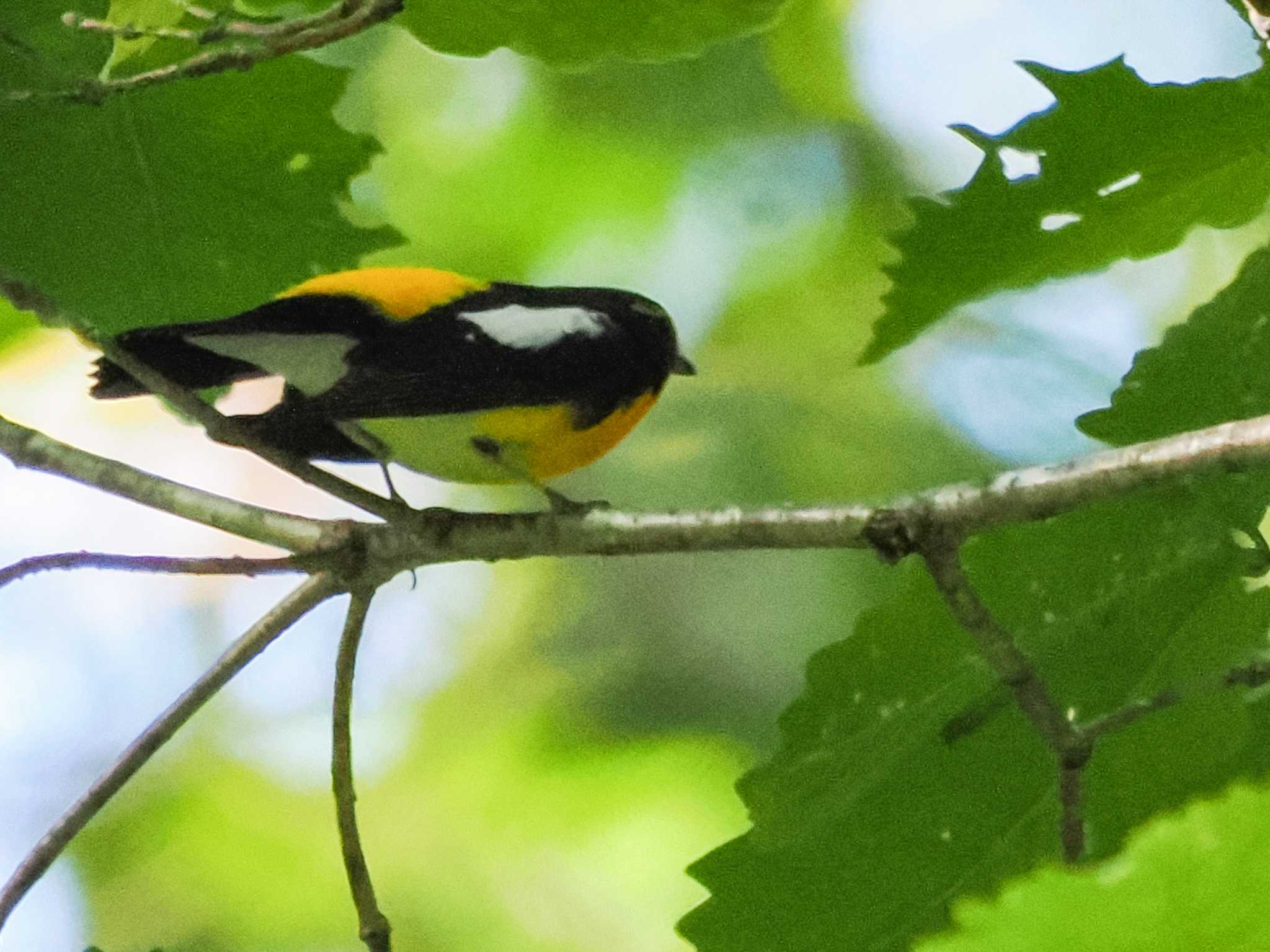 Photo of Narcissus Flycatcher at 盤渓市民の森(札幌市中央区) by 98_Ark (98ｱｰｸ)