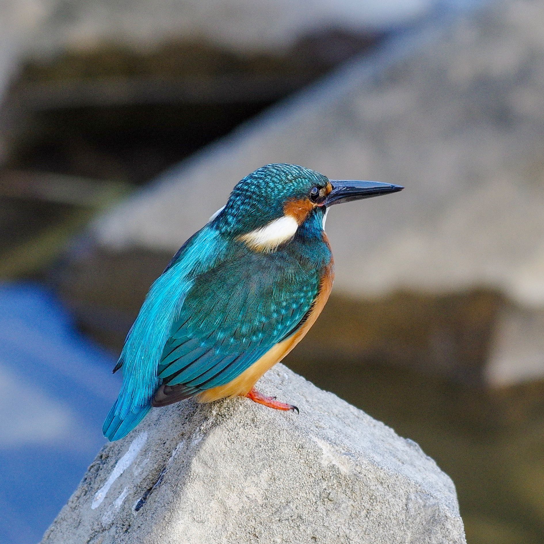 Photo of Common Kingfisher at 売布神社駅近く by アール・ケー