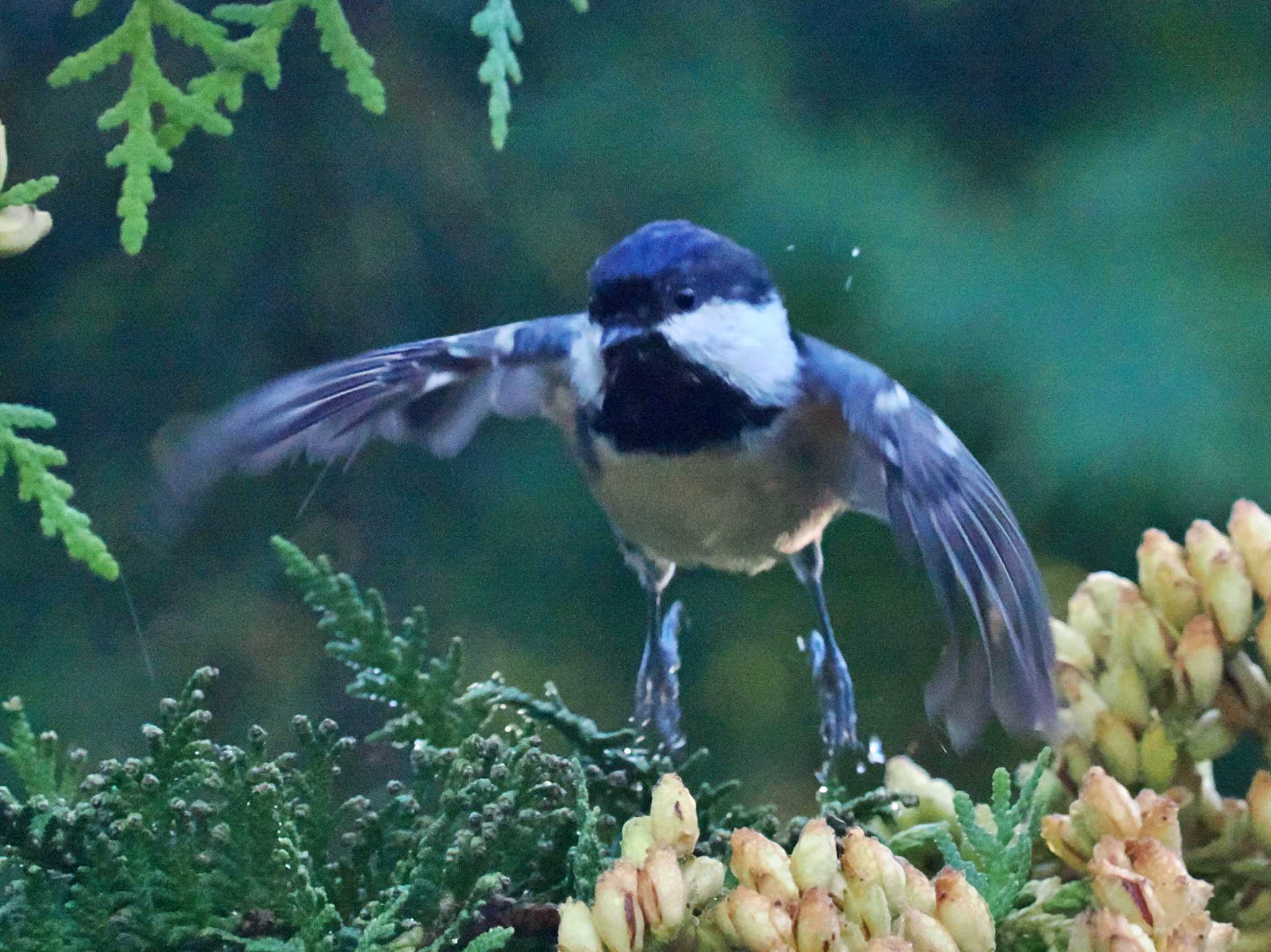 川湯温泉(弟子屈) ヒガラの写真