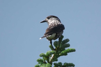 Spotted Nutcracker Okuniwaso(Mt. Fuji) Mon, 9/12/2022