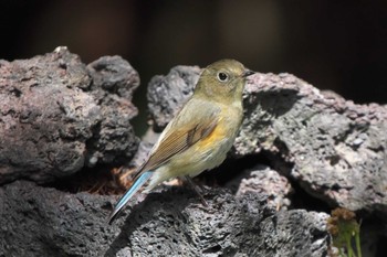 Red-flanked Bluetail Okuniwaso(Mt. Fuji) Mon, 9/12/2022