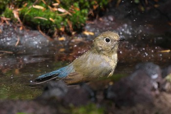 Red-flanked Bluetail Okuniwaso(Mt. Fuji) Mon, 9/12/2022