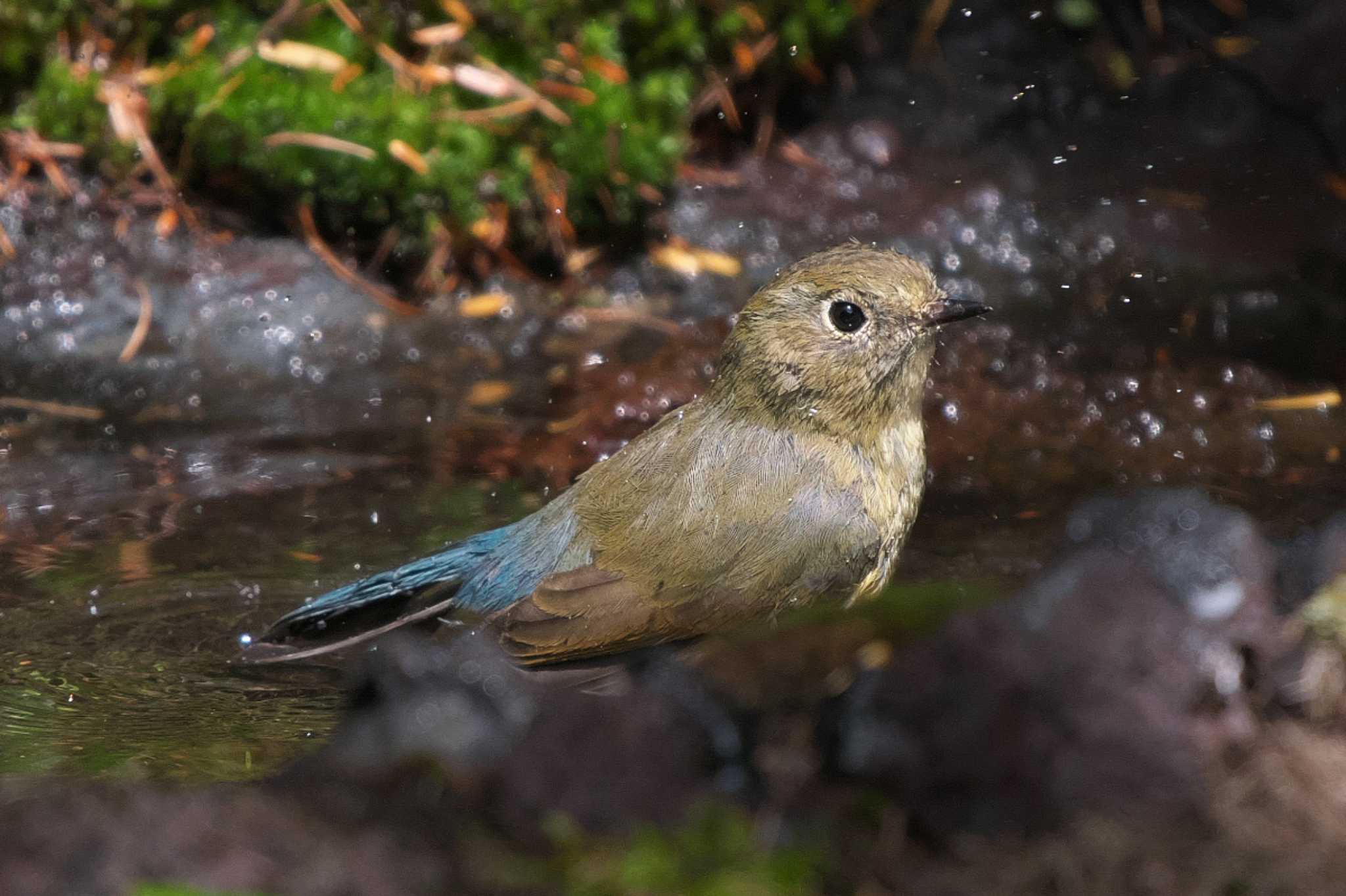 Photo of Red-flanked Bluetail at Okuniwaso(Mt. Fuji) by Y. Watanabe