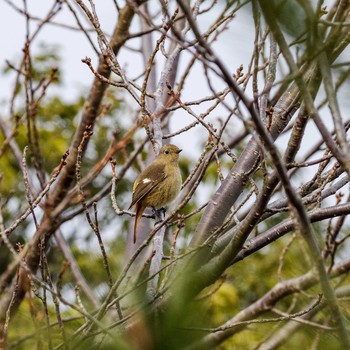 Fri, 2/2/2018 Birding report at 中山寺(奥之院)