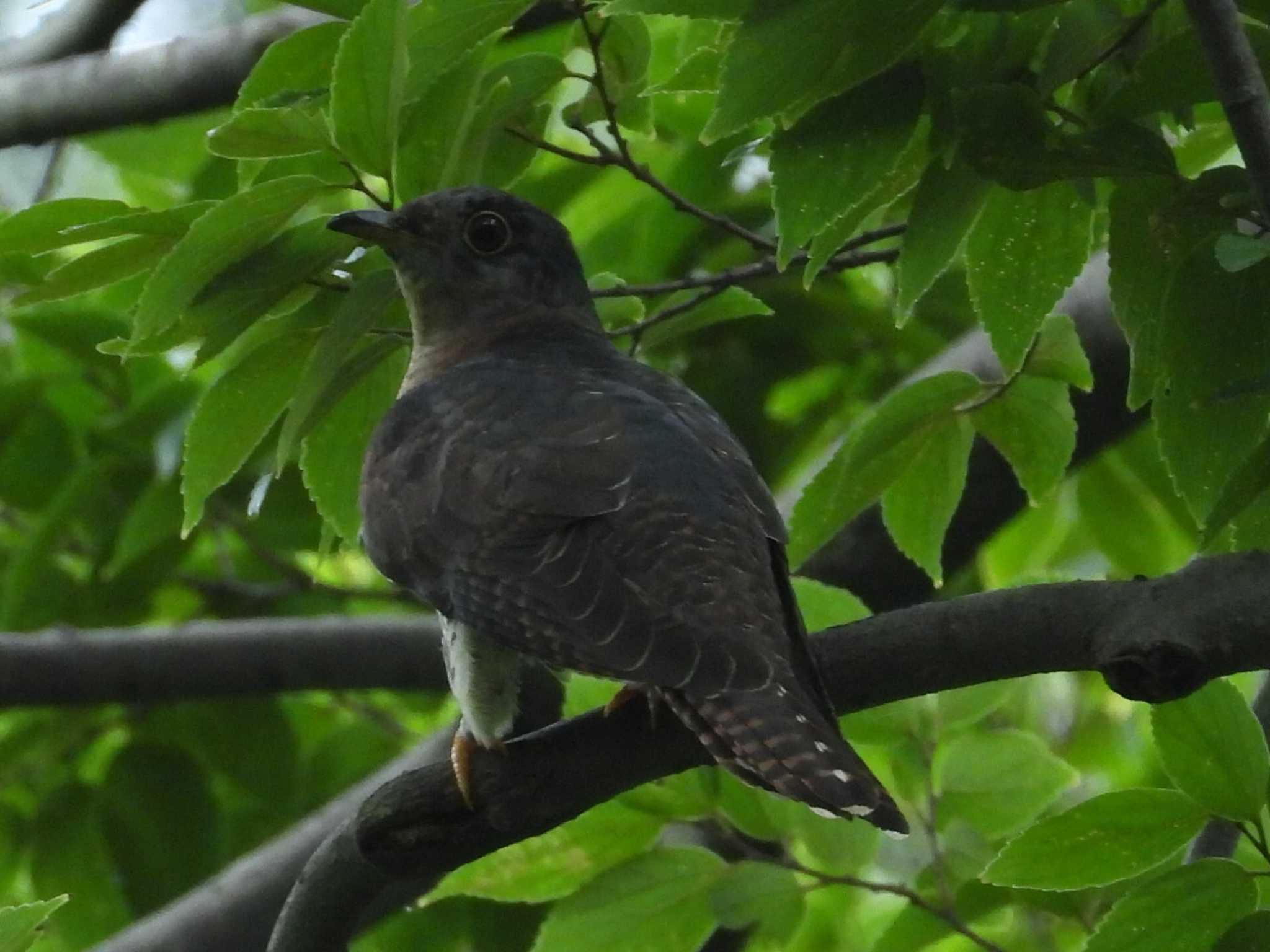 秋ヶ瀬公園(ピクニックの森) ツツドリの写真