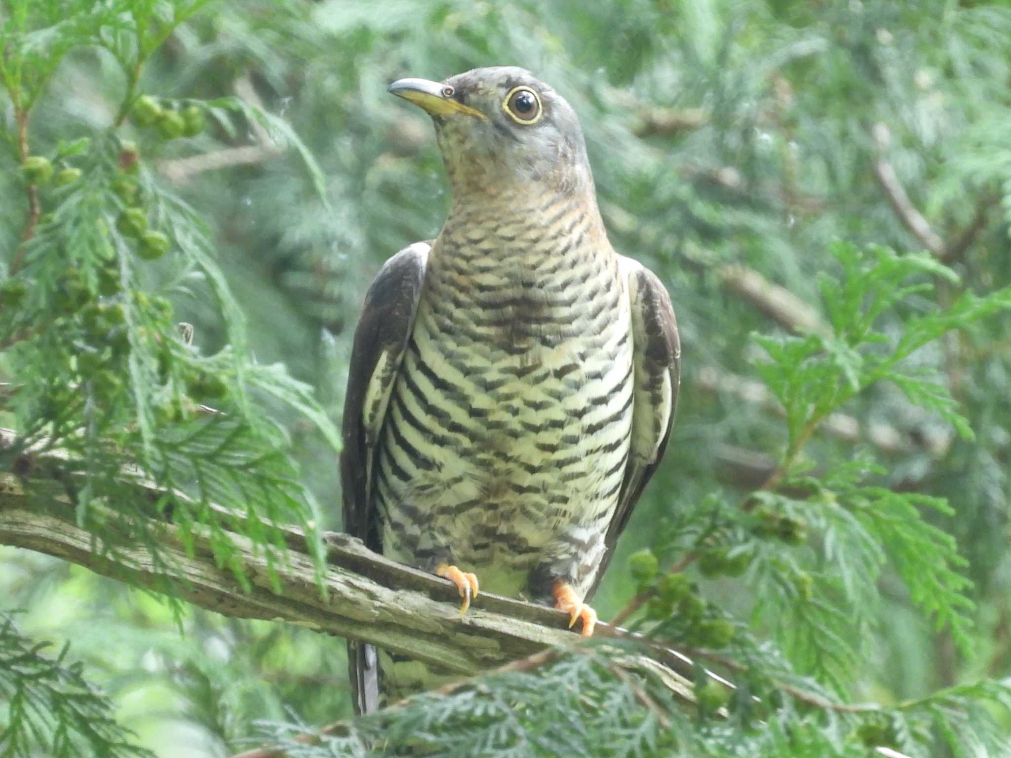 秋ヶ瀬公園(ピクニックの森) ツツドリの写真