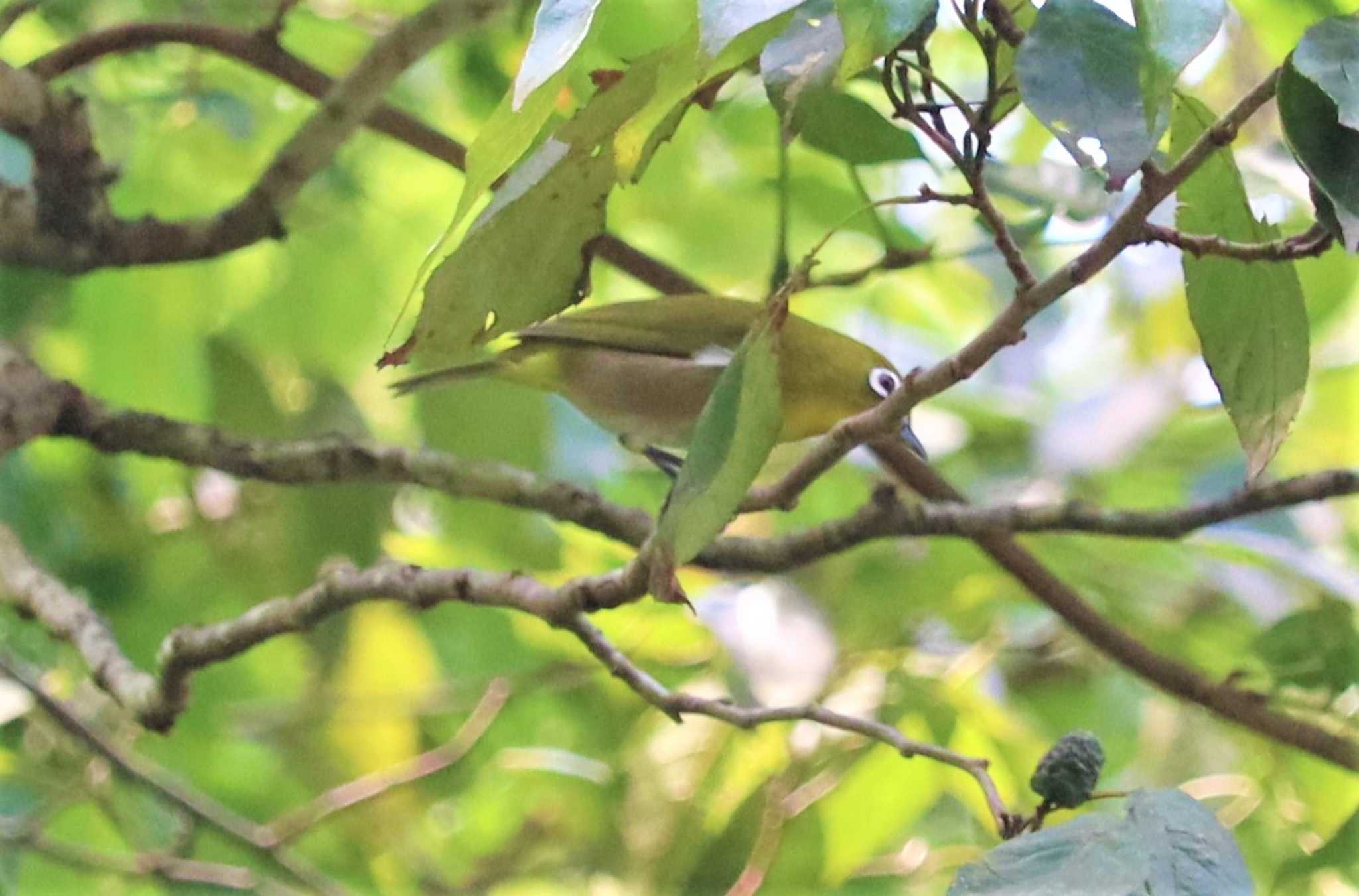 Warbling White-eye