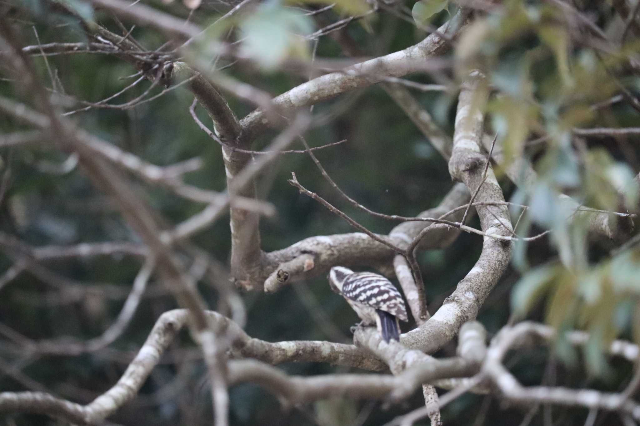 Japanese Pygmy Woodpecker