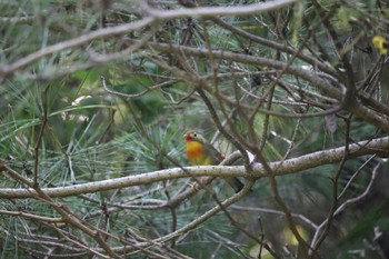 Wed, 9/14/2022 Birding report at 海上の森