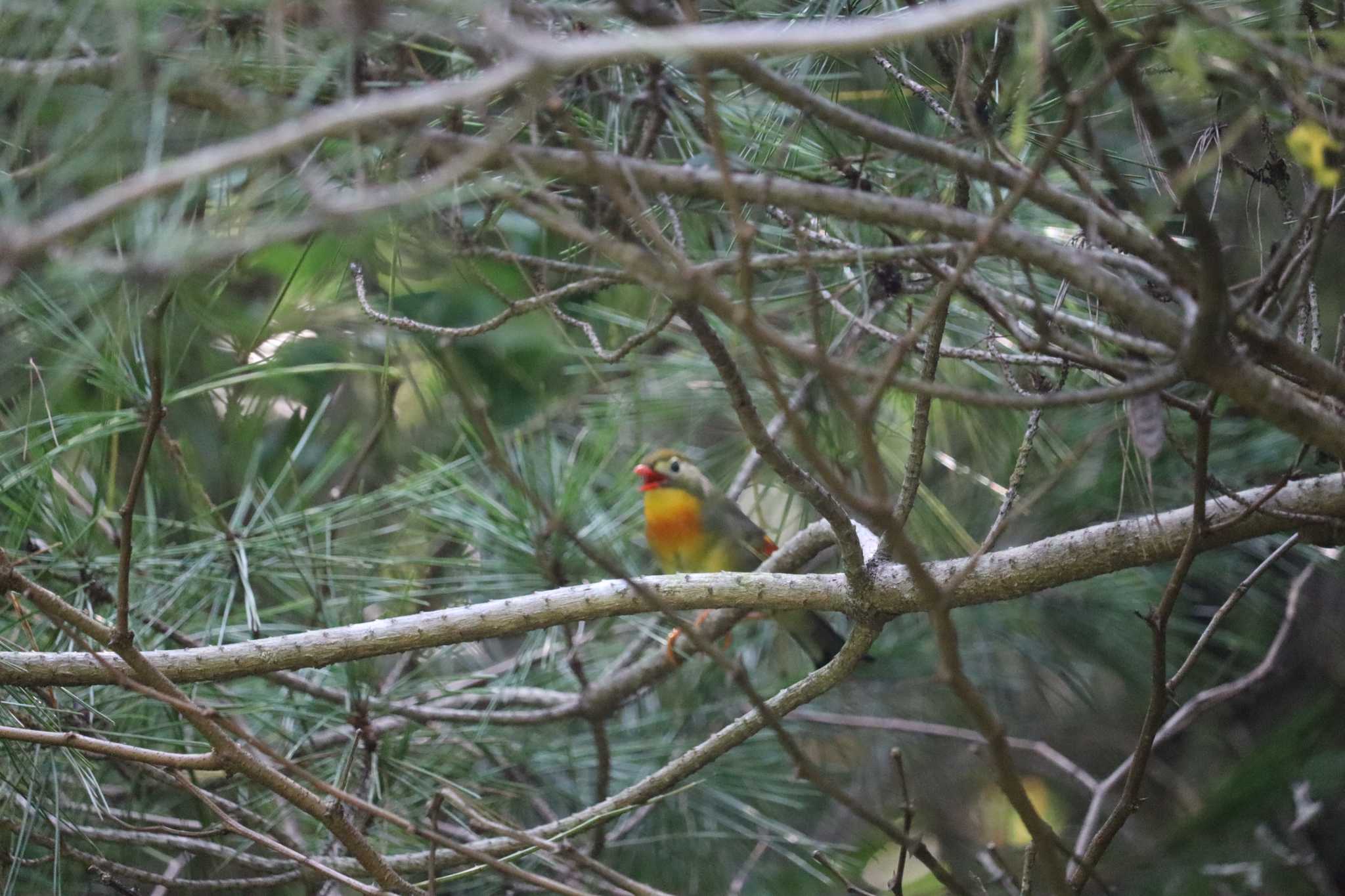 Red-billed Leiothrix