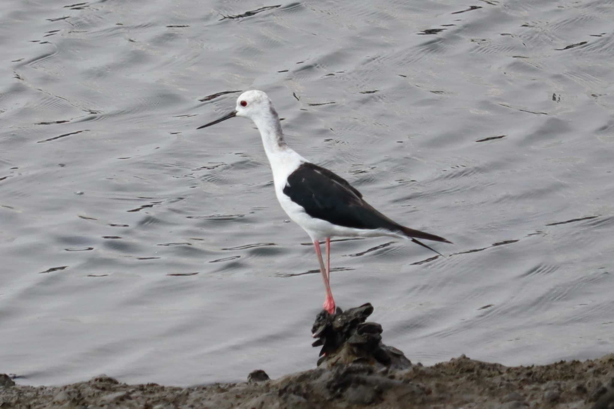 Black-winged Stilt