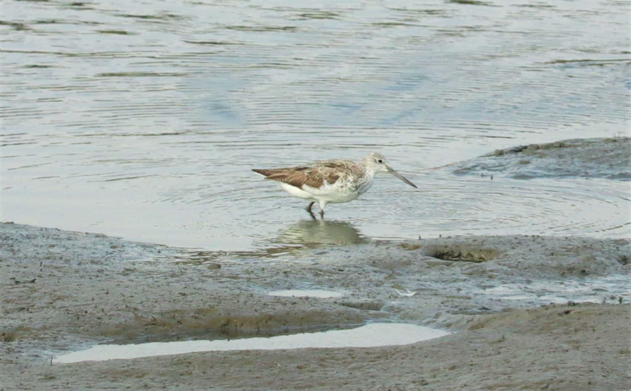 Common Greenshank