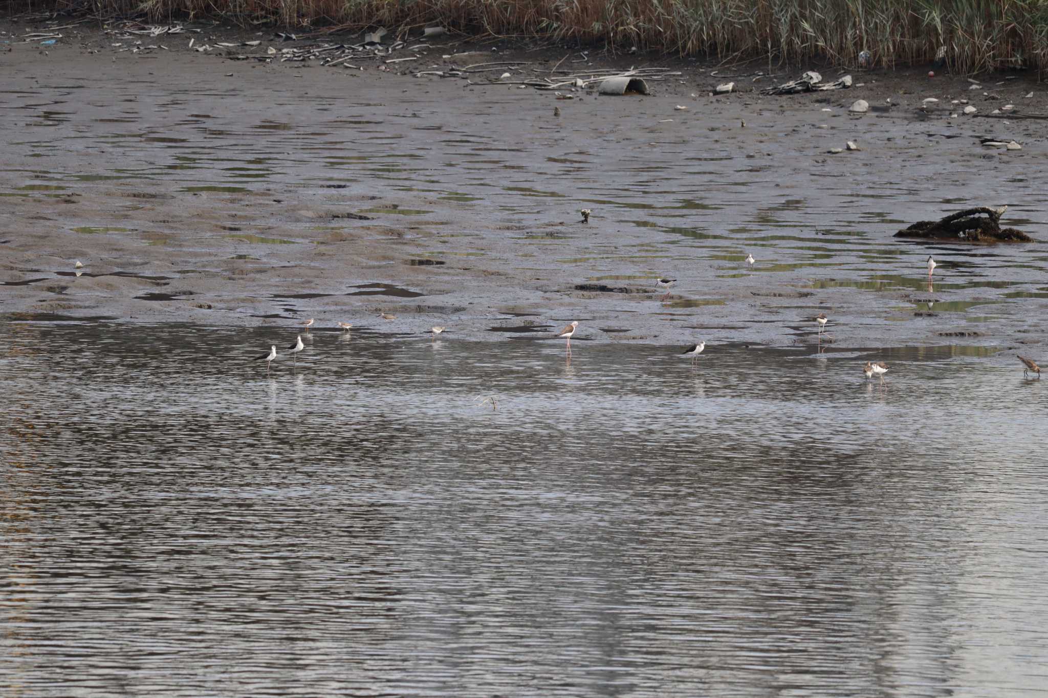 Black-winged Stilt