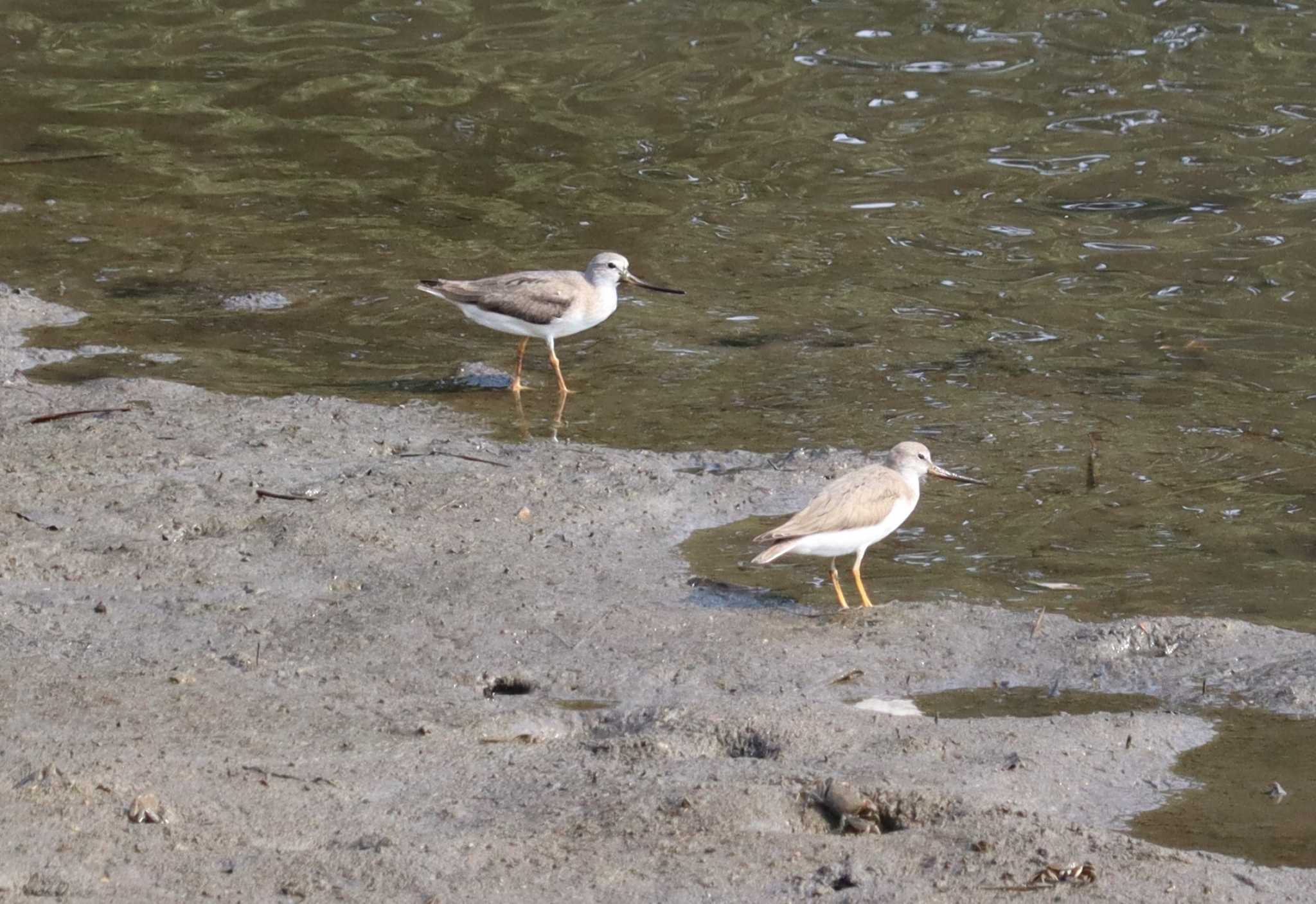 Terek Sandpiper