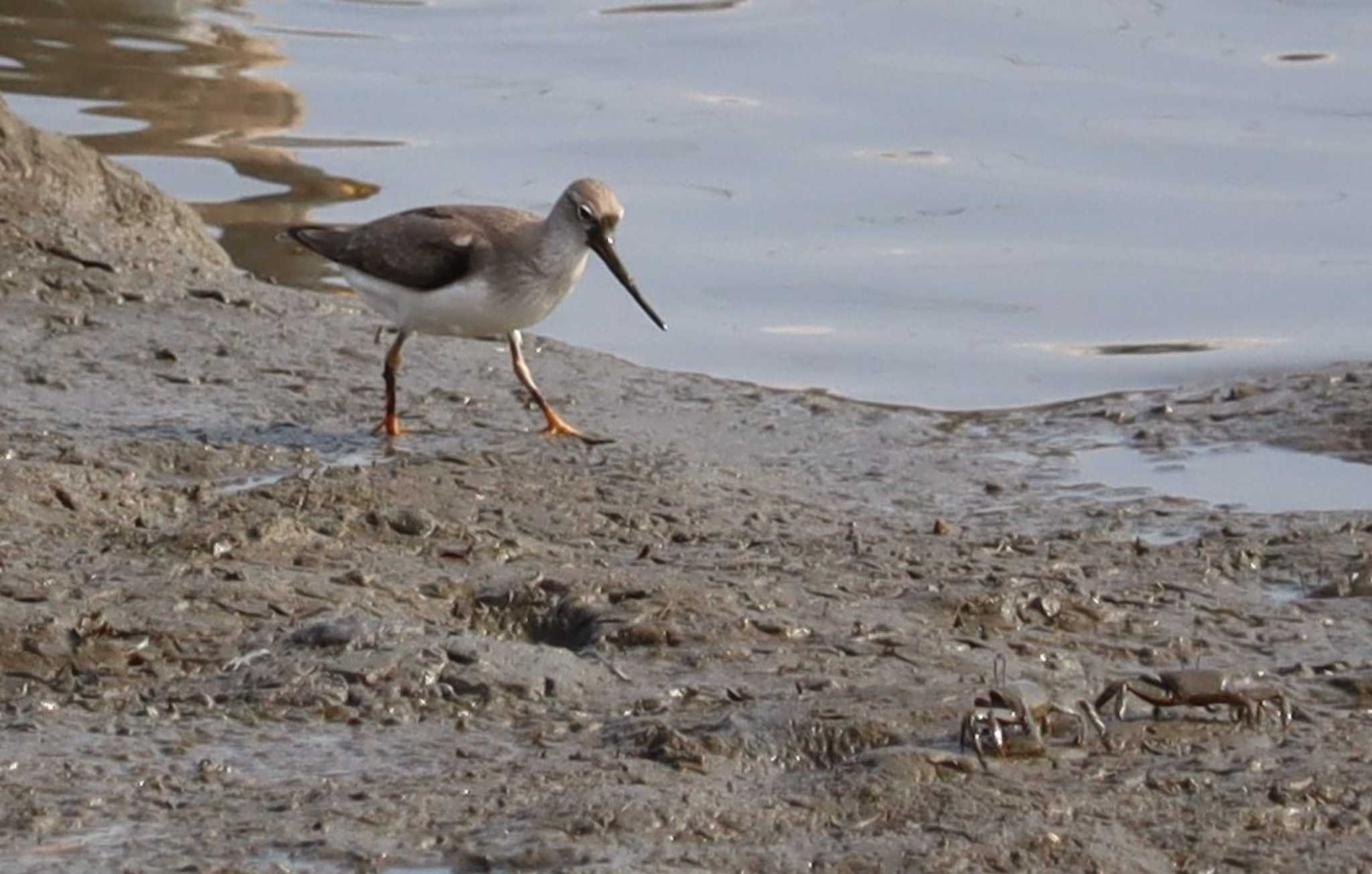 Terek Sandpiper