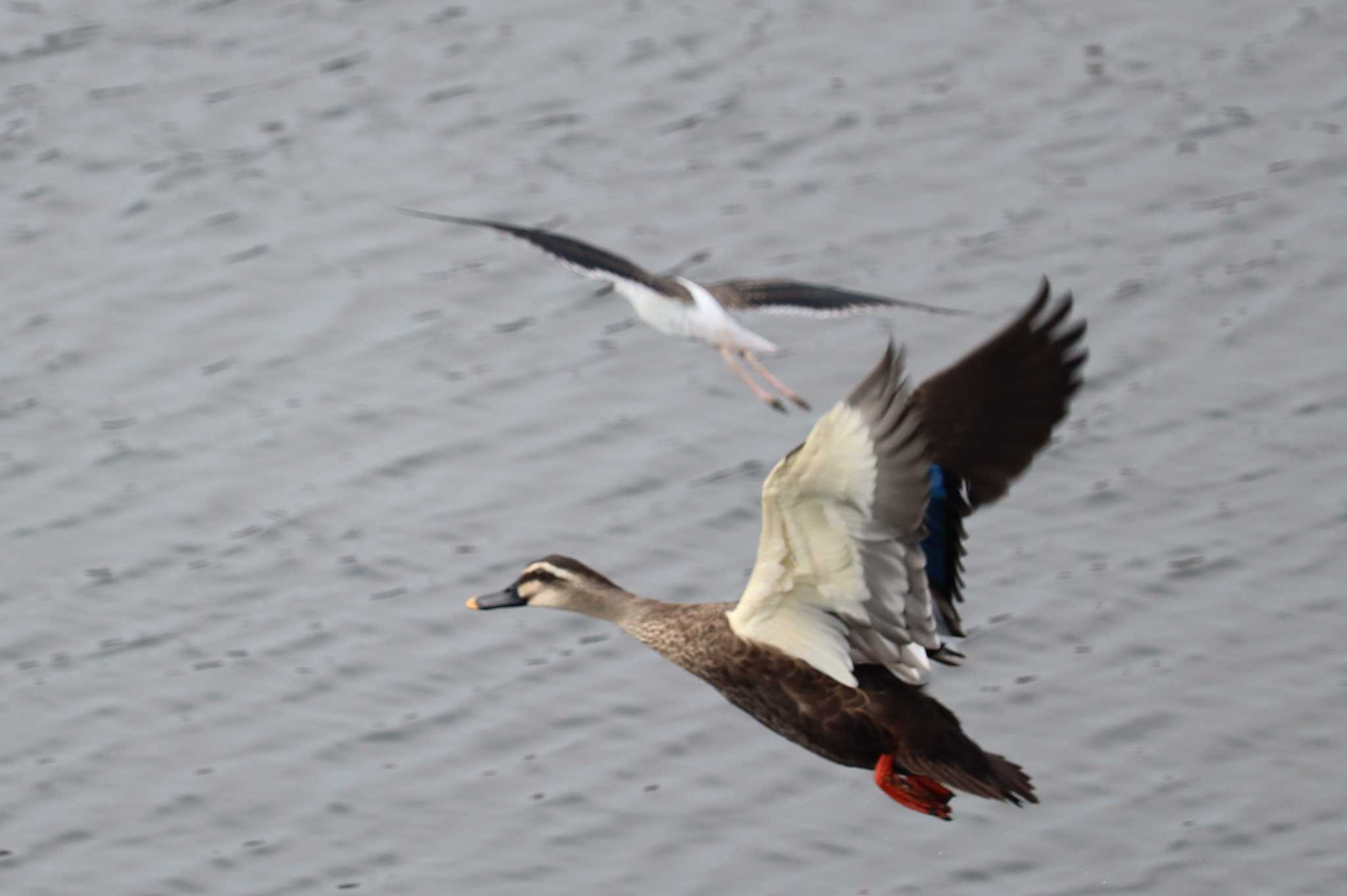 Eastern Spot-billed Duck