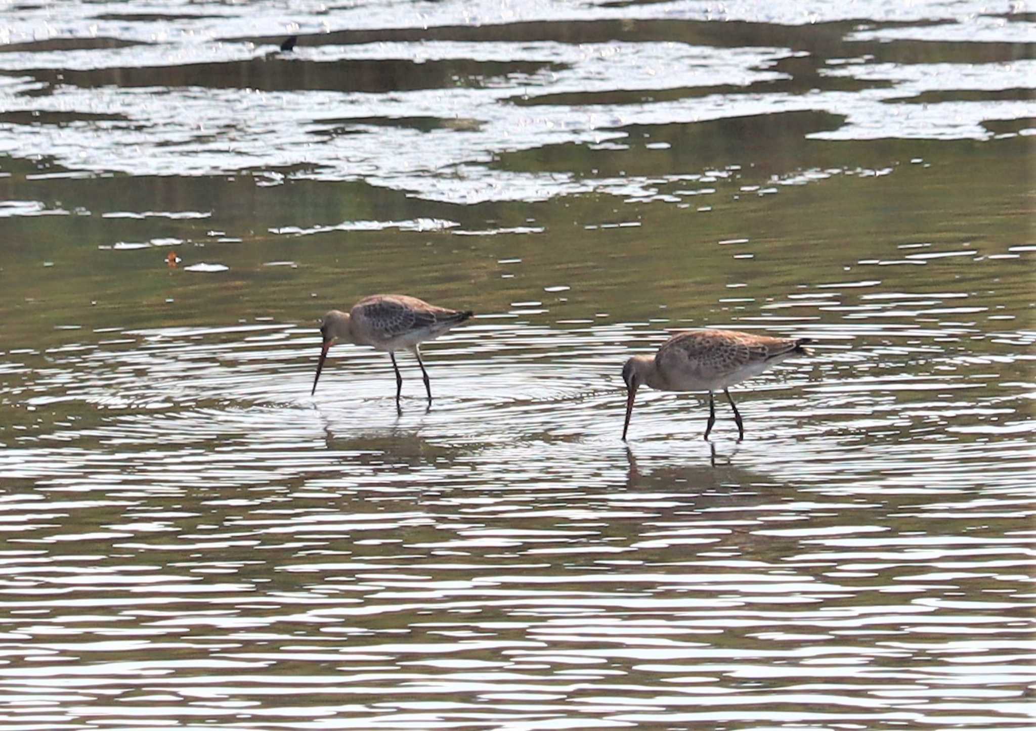 Black-tailed Godwit