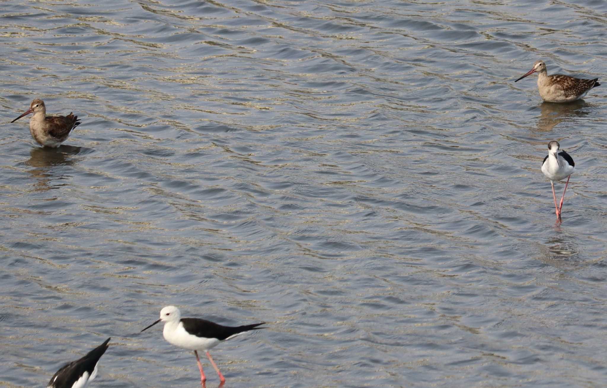 Black-tailed Godwit