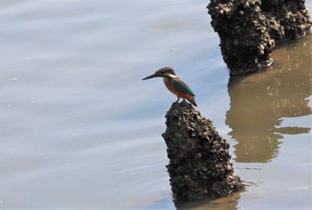 Thu, 9/15/2022 Birding report at 土留木川河口(東海市)