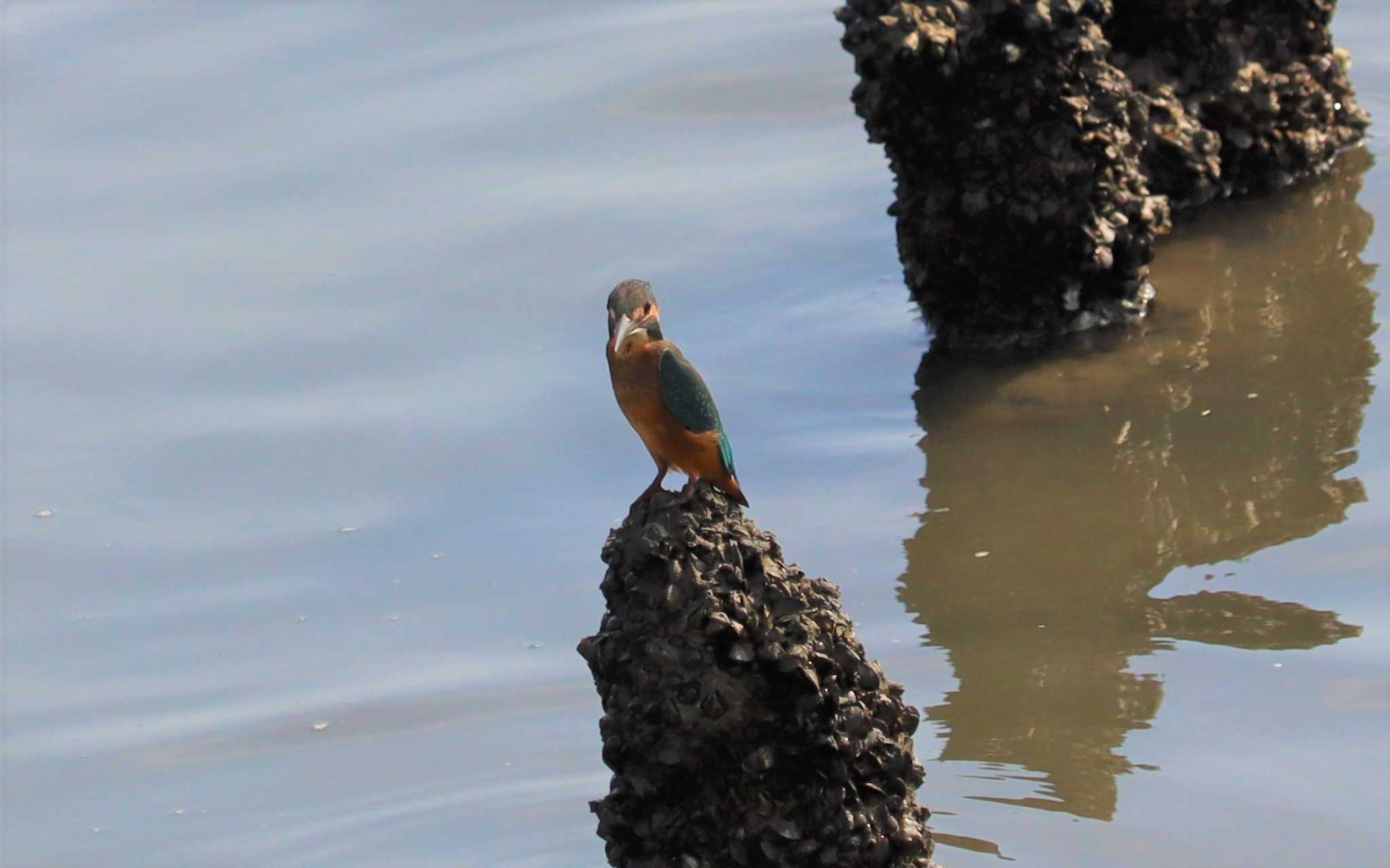 Common Kingfisher